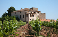 Viñedos de la D.O. Pla de Bages. Bodega Oller del Mas